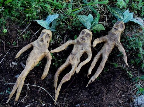 Mandrake for Sale: Unearth the Ancient Enchantments of Nature