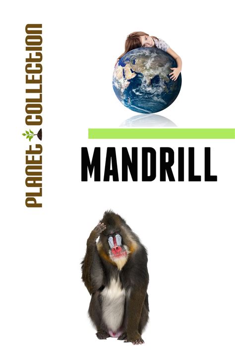 Mandrill Picture Book Educational Children s Books Collection Level 2 Planet Collection