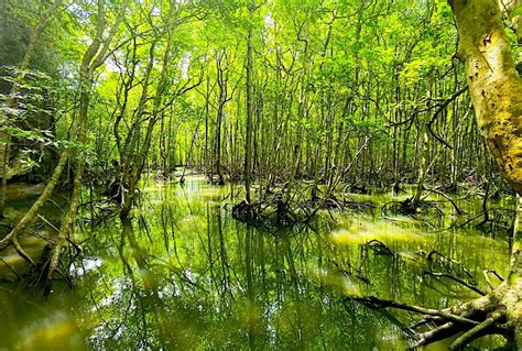 Mangaraw JP: Unlocking the Power of Mangrove Ecosystems