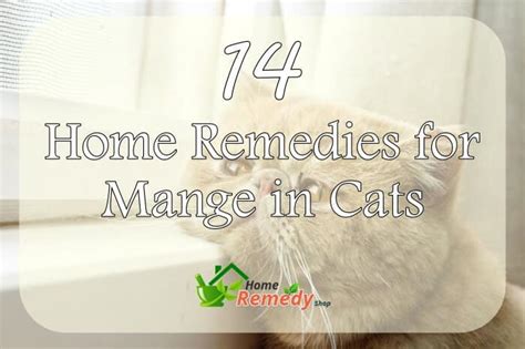 Mange in Cats: 10 Home Remedies for Fast Relief