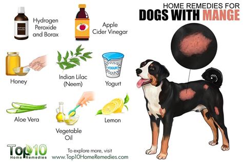 Mange in Dogs: A Comprehensive 10-Step Treatment Guide