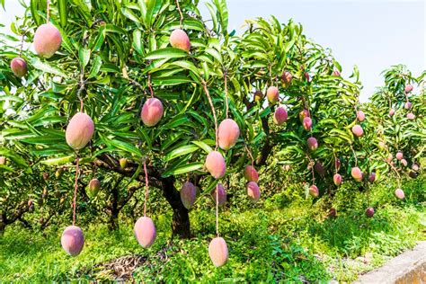 Mango Fertilization: 10 Crucial Steps for Bountiful Harvests