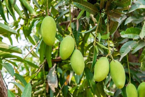 Mango Tree Fertilizer: A Comprehensive Guide to Boosting Fruit Production