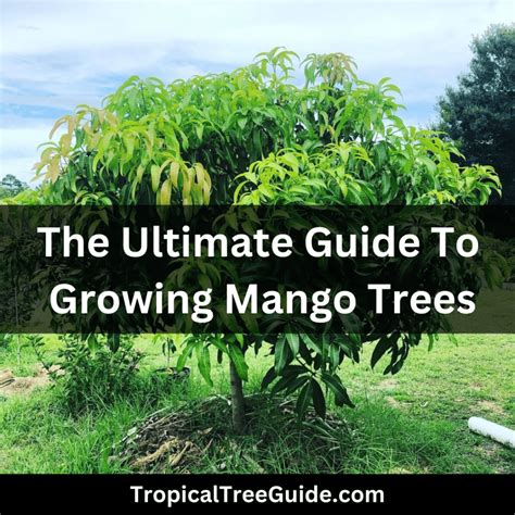 Mango Tree Fertilizer: The Ultimate Guide to Nourishing Your Fruit-Bearing Giant