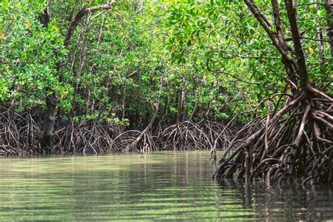 Mangrove Forests: A Thriving Ecosystem