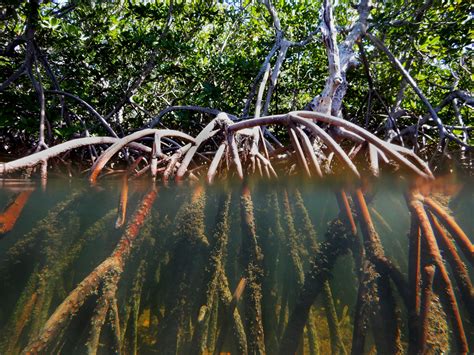 Mangrove trees