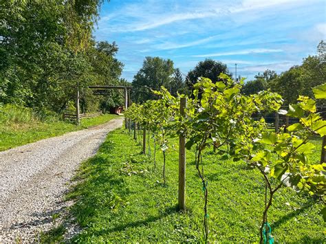 Mansfield Peak Winery: