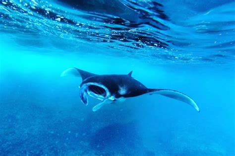 Manta Rays: The Ocean's Gentle Giants