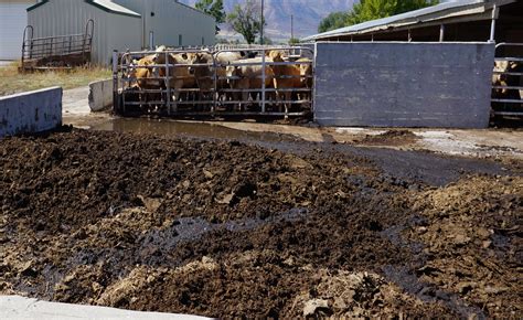 Manure Collection and Preparation: