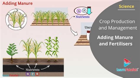 Manure Fertilizer Production Line: 6-Step Guide to Sustainable Crop Enhancement