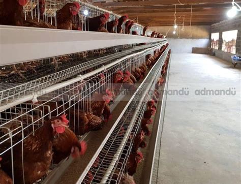 Manure Mixing Machine Chicken: A Comprehensive Guide for Poultry Farmers