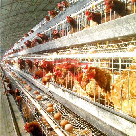 Manure Mixing Machine Chicken: A Comprehensive Guide to Improve Poultry Production