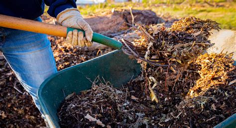 Manure Mulching: A Path to Sustainability and Profitability