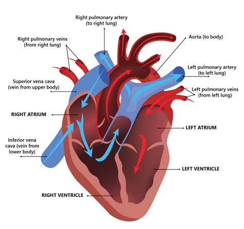 Map of the Heart Doc