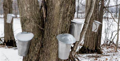 MapleDream: The Ultimate Guide to Maple Sugaring