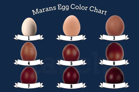 Maran Egg Color Chart