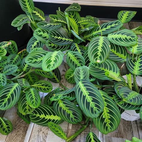 Maranta