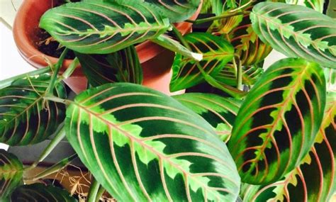 Maranta's Multiple Benefits