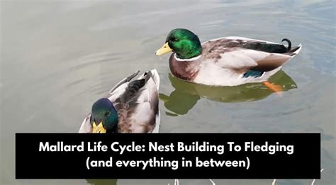 Mariah Mallard: The Enigmatic Duck with a Fascinating Life Cycle