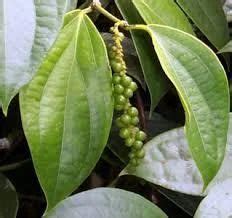 Maricha: A Wonder Herb with Unparalleled Benefits