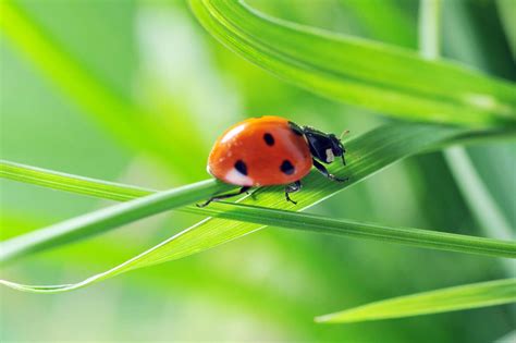 Marienkäfer: Der Glücksbringer im Garten