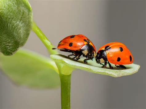 Marienkäfer: Der fleißige Helfer im Garten