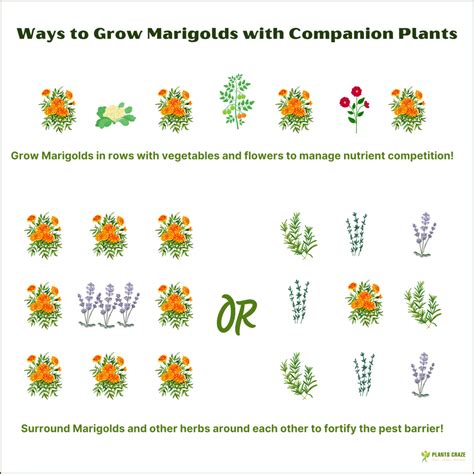 Marigold Companion Planting Chart