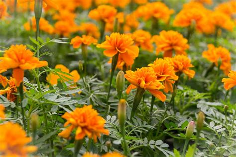 Marigold Nova Maeve: A Comprehensive Guide to Enhance Your Gardening Experience