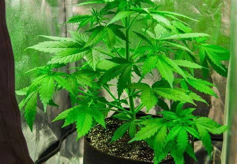 Marijuana A Beginners Guide On How To Grow Marijuana Kindle Editon