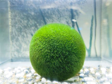 Marimo