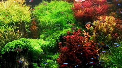 Marine Fish Shop Singapore: A Comprehensive Guide to Finding and Caring for Your Aquatic Pets