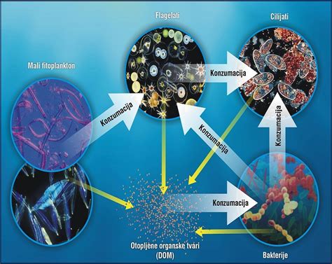 Marine Microbial Ecology PDF