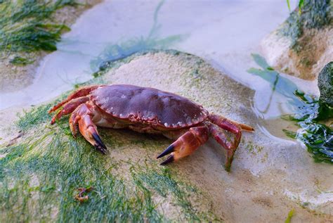 Marine crabs: