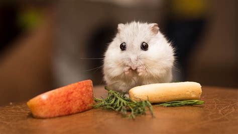 Mark Your Calendars: Hamster Adoption Day is Coming to a Pet Store Near You