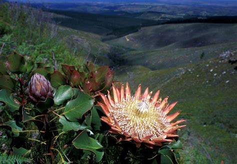 Marlenebloem: A Comprehensive Guide to the Endemic Flower of the Cape Floristic Region