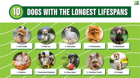 Marleybones for pet longevity and lifespan