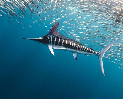 Marlin Fish: Diving Depths and Physiological Adaptations