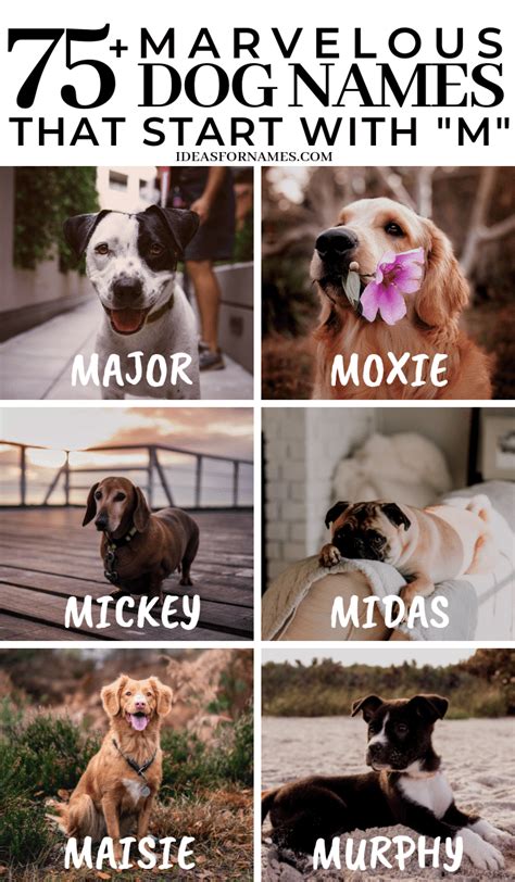 Marvelous Monikers: 1000+ Puppy Names that Begin with M