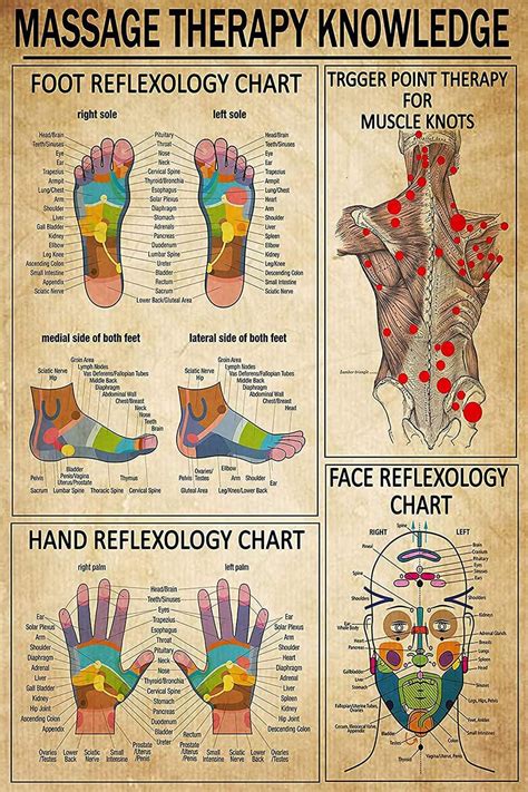 Massage Therapy Knowledge Chart
