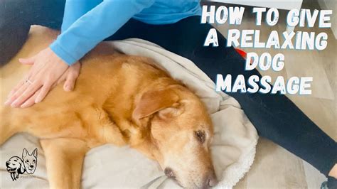 Massage your dog: