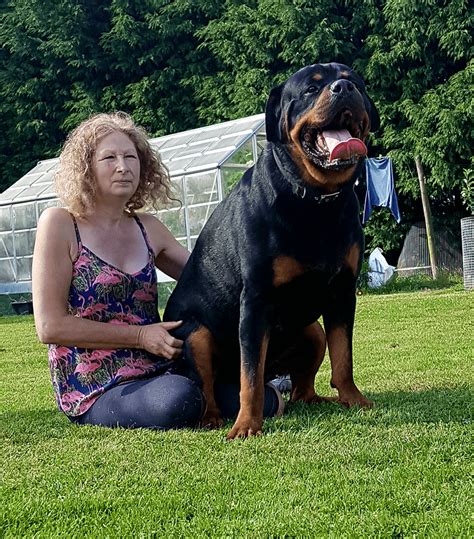 Massive Rottweilers: Majestic Giants of the Canine World