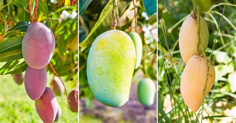 Master Mango Fertilization: A Comprehensive Guide for 10,000+ Kg Yields