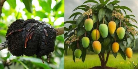 Master Mango Tops: A Comprehensive Guide to Growing and Enjoying This Tropical Delicacy