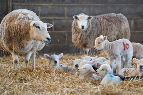 Master the Art of Lambing in English: A Comprehensive Guide for Sheep Farmers