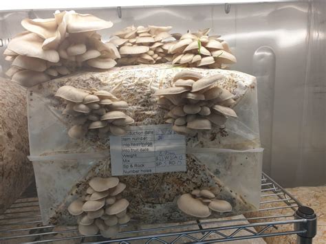 Master the Art of Mushroom Cultivation in the Comfort of Your Home: Grow Tent Mushrooms Unveiled!