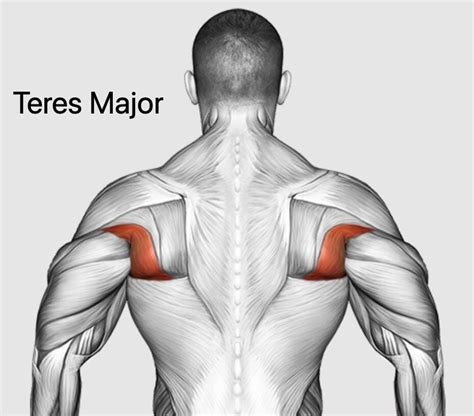 Master the Teres Major: Exercises, Benefits, and Tips