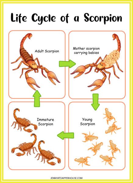 Masterful Metamorphosis: Bringing Scorpions to Life