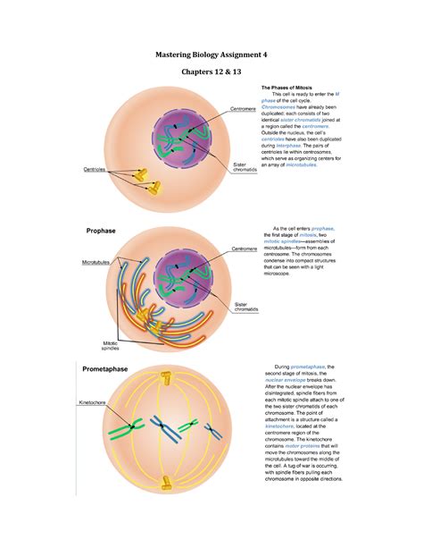 Mastering Biology Answer Key Chapter 12 Doc