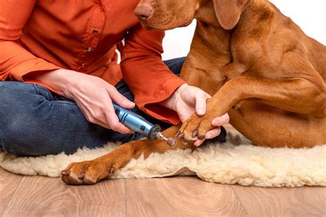 Mastering Canine Nail Maintenance: A Comprehensive Guide to Dremeling Your Dog's Nails