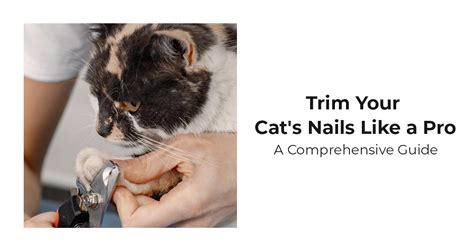 Mastering Cat Nail Trimming: A Comprehensive Guide with PetSmart Safety Tools